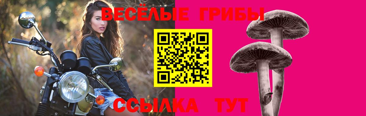 Сокол  Псилоцибиновые грибы GOLDEN TEACHER  Вход с VPN 